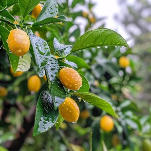 雨中的黄皮果