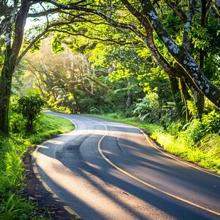 林间公路阳光