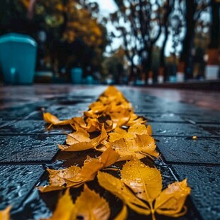 雨中落叶