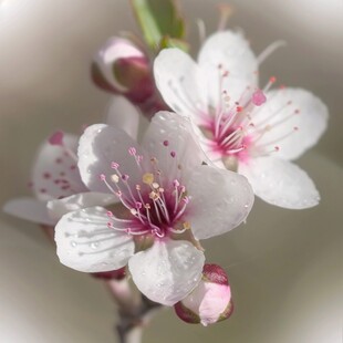 微距桃花