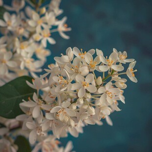 淡雅桂花