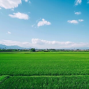 高清乡村稻天