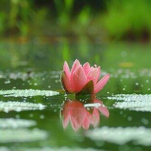 荷韵雨荷睡莲游湖