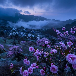 桃花梯田