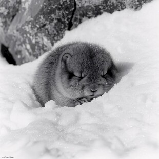 雪地中的猫咪