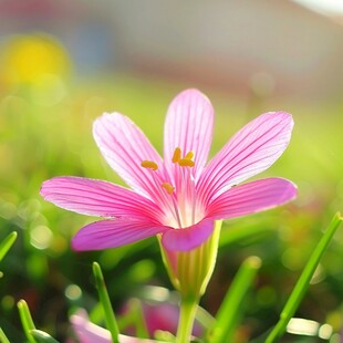 韭兰花粉色花朵