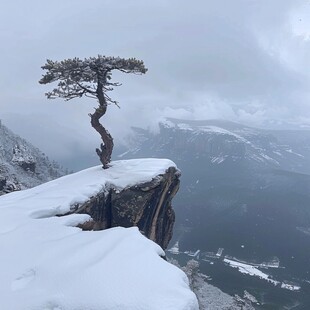 绝壁生松