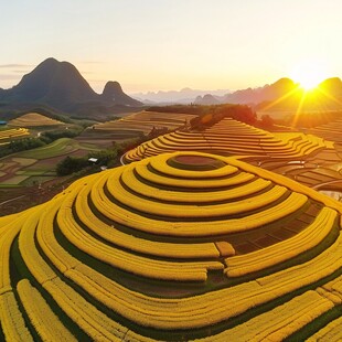 八卦田春天景色