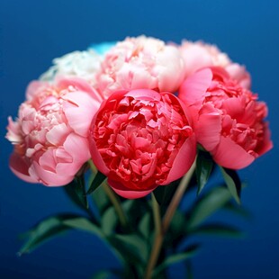 3d牡丹花卉