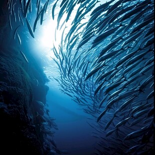 海洋生物海洋鱼群