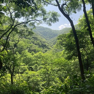 白神山地