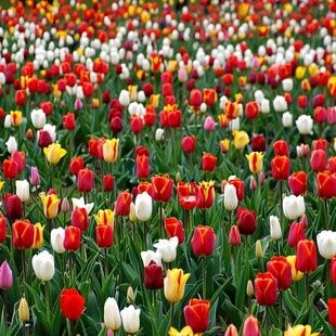 花卉郁金香花海