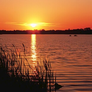 夕阳风景芦苇池塘