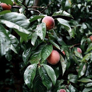 雨中的桃子