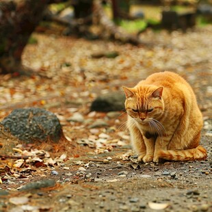 五峰园的黄猫