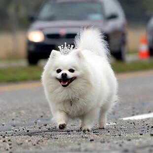 萌犬过马路