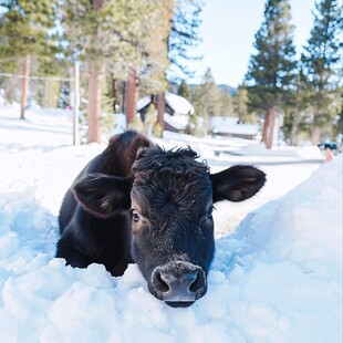 雪地上小牛