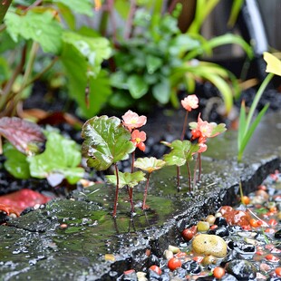 水池荷花秋千造景