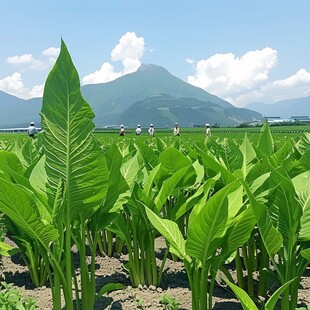 桑蕉植岸