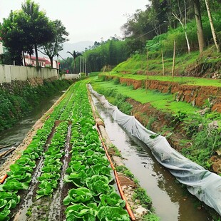 灌溉中的菜地