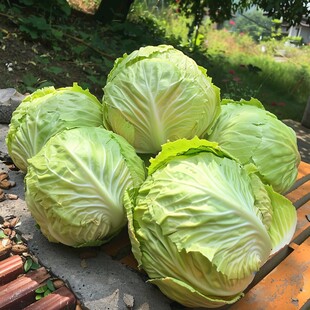 圆白菜莲花白大头菜