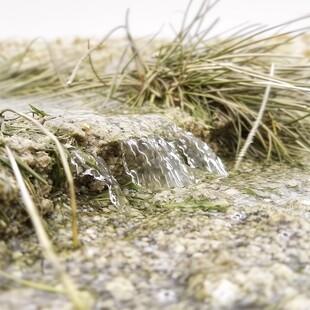 水珠苔藓