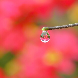 春雨润红梅