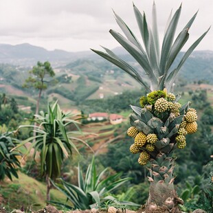 山丘上的菠萝基地