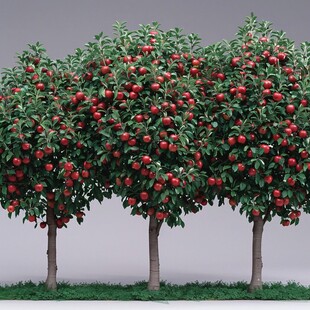 3d苹果树