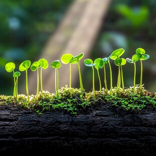 夹缝中求生的幼苗