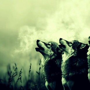 团队狼群狼族文化