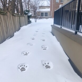 雪地猫脚印