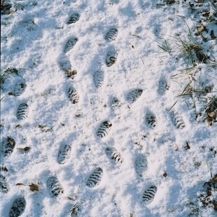 雪地猫脚印