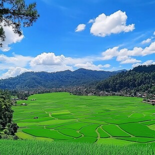 田原田野