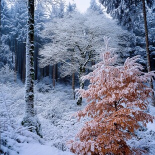 唯美森林雪景