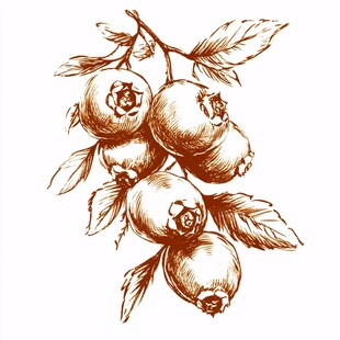 手绘山楂线描插