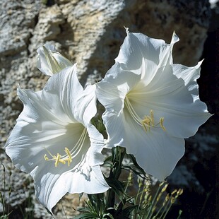 阳光下的百合花