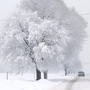 街道大雪树挂