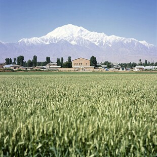 麦田高山雪山