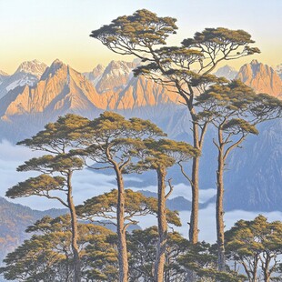 超清迎客松