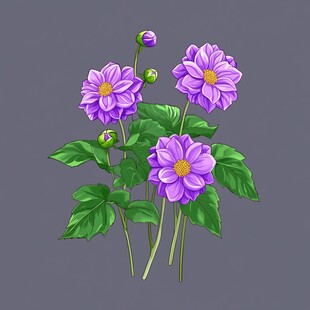 紫菀设计素材