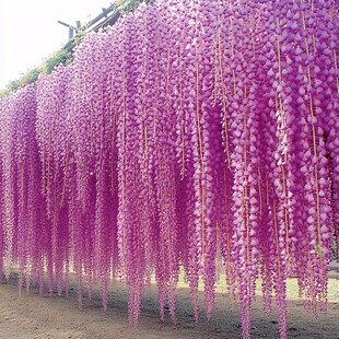 日本紫藤花