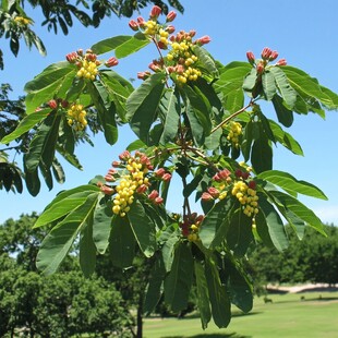 火炬树花果