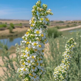 沙枣花