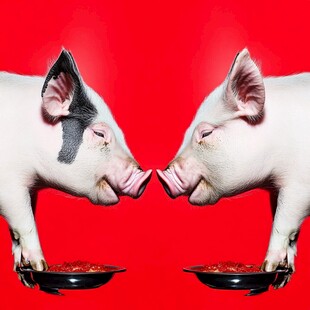 对猪