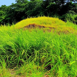 小山丘狗尾巴草岩石