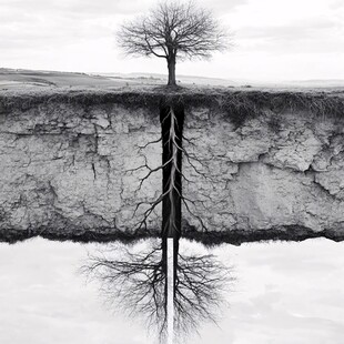枯树水面倒影