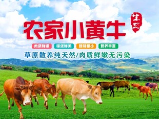 农家小黄牛