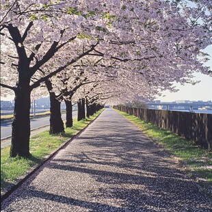 湖边樱花路