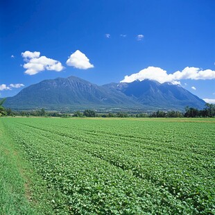 小岩井农场